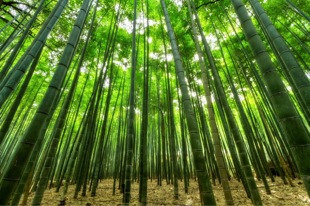 This image depicts Bamboo Forest in Nasu, Japan