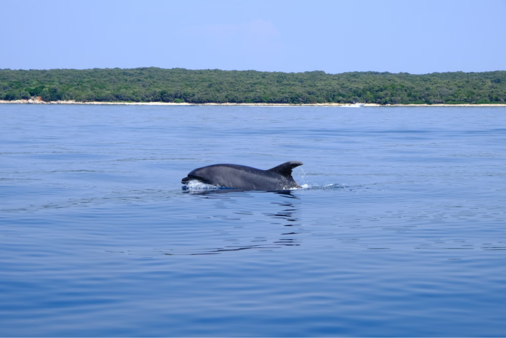 this is the image for showing Dolphin seeing in Maldives