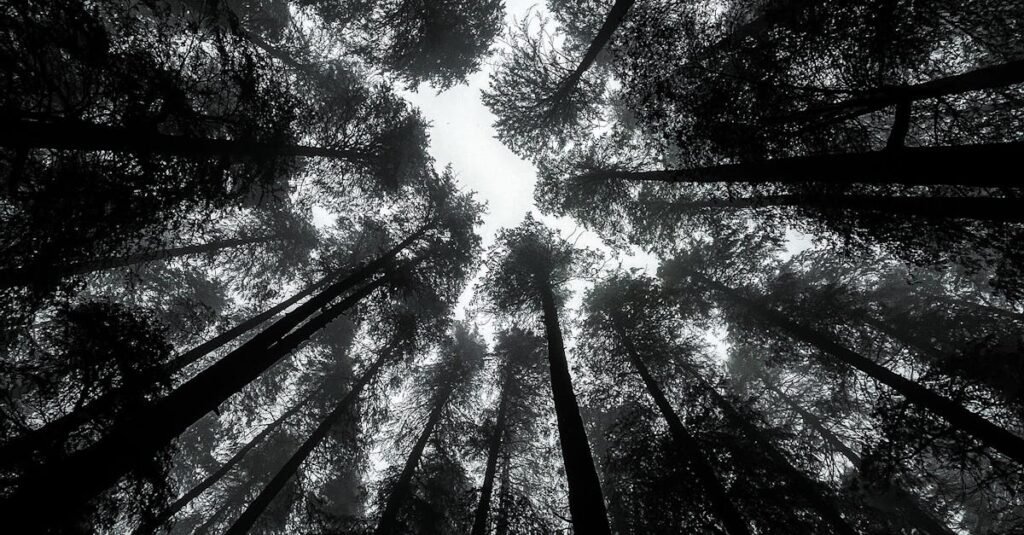 Stunning upward view of towering trees forming a canopy in Kasol, India. Perfect nature shot for your collection.