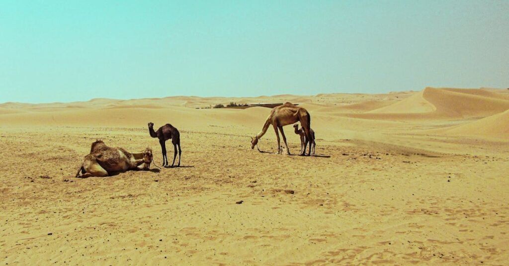 Camels and calves resting in the vast desert of Abu Dhabi beneath a clear blue sky.