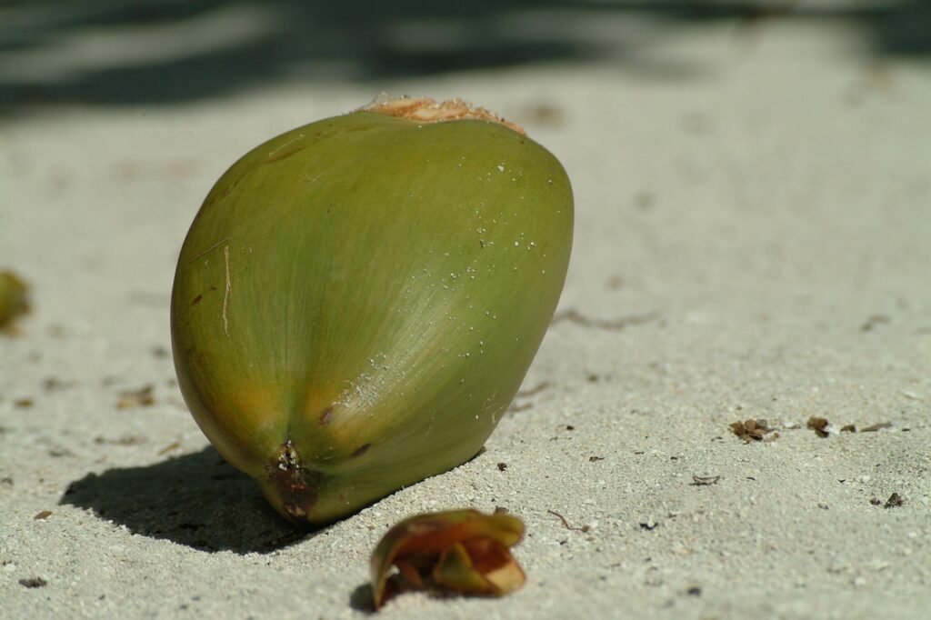coconut, sand, maldives, coconut, coconut, coconut, coconut, coconut