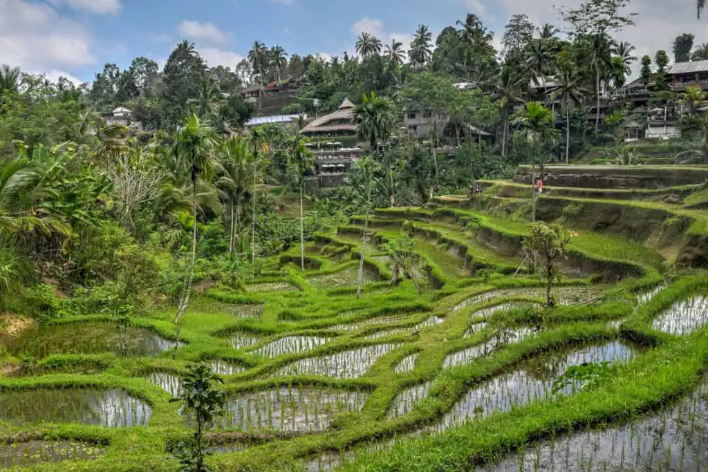 Tegalalang Rice Terrace, Ubud